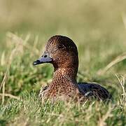 Eurasian Wigeon