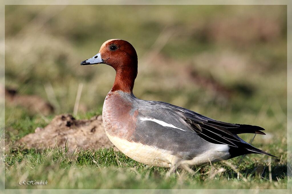 Canard siffleur