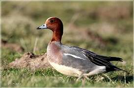 Eurasian Wigeon