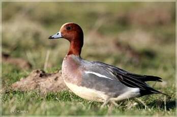 Canard siffleur