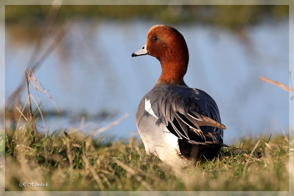 Canard siffleur