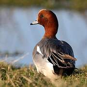 Eurasian Wigeon