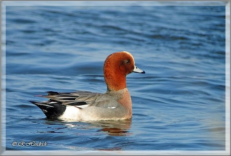 Eurasian Wigeon