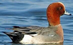 Eurasian Wigeon