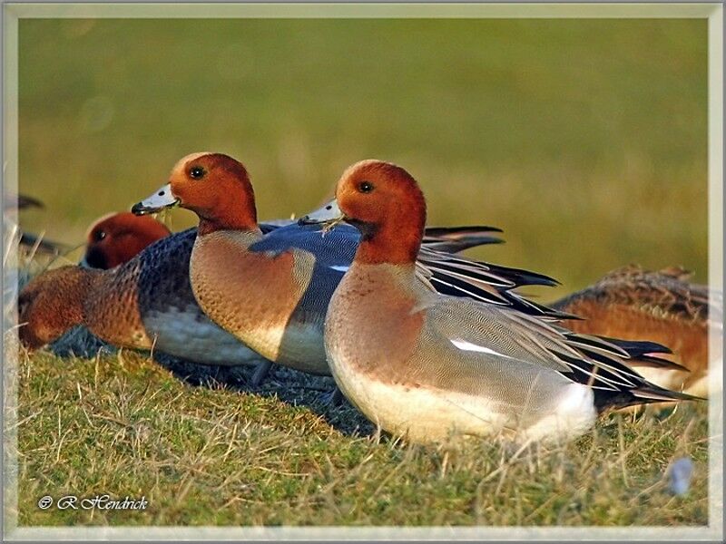 Canard siffleur