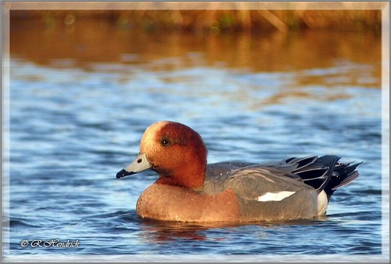 Eurasian Wigeon