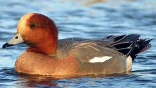 Eurasian Wigeon