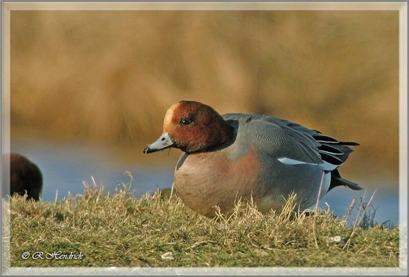 Canard siffleur