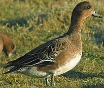 Eurasian Wigeon