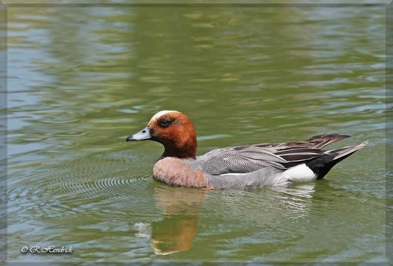 Eurasian Wigeon