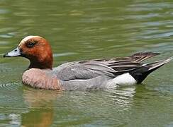 Eurasian Wigeon