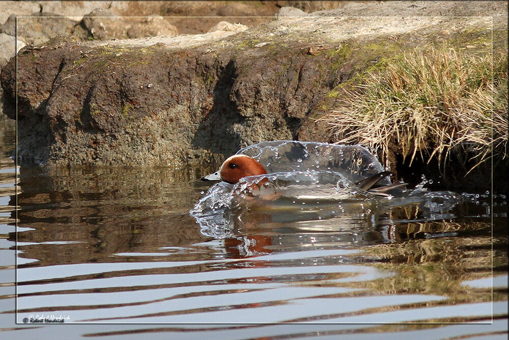 Eurasian Wigeon