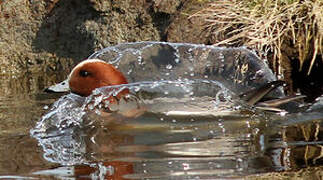 Eurasian Wigeon