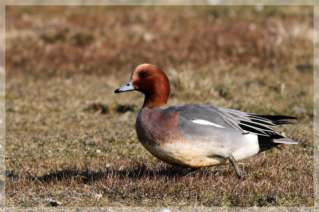 Canard siffleur