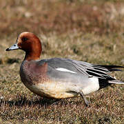 Eurasian Wigeon