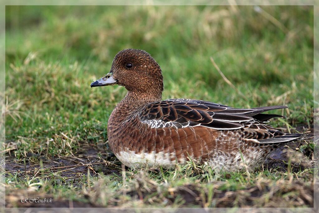 Eurasian Wigeon