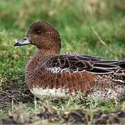 Eurasian Wigeon