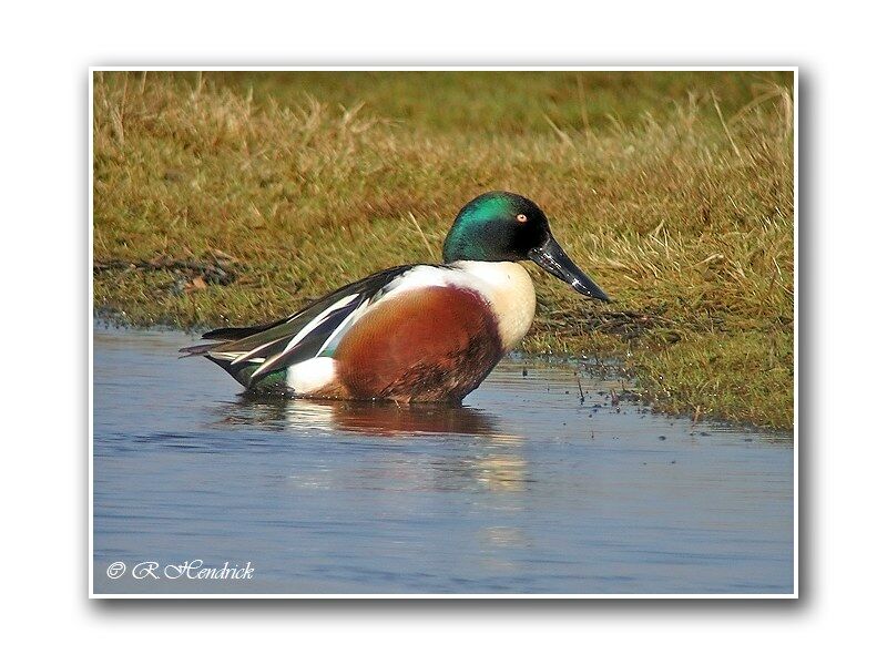 Canard souchet