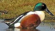 Canard souchet