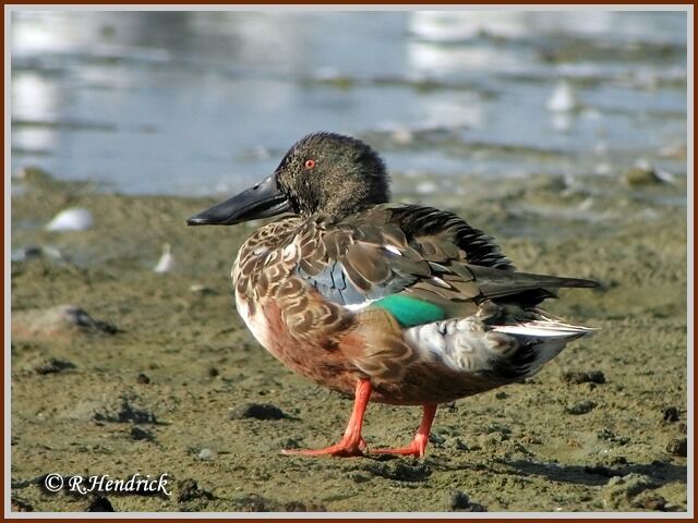 Canard souchet