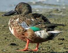 Northern Shoveler