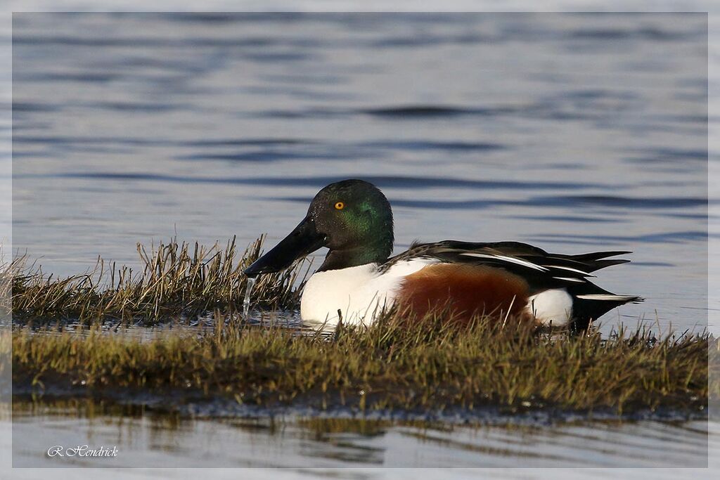 Canard souchet