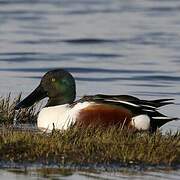 Northern Shoveler