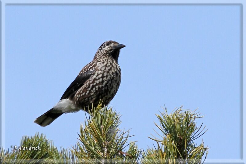 Spotted Nutcracker