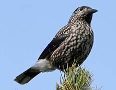 Spotted Nutcracker