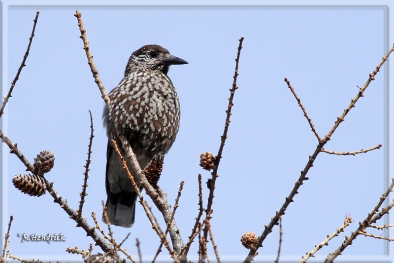 Spotted Nutcracker