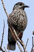 Spotted Nutcracker