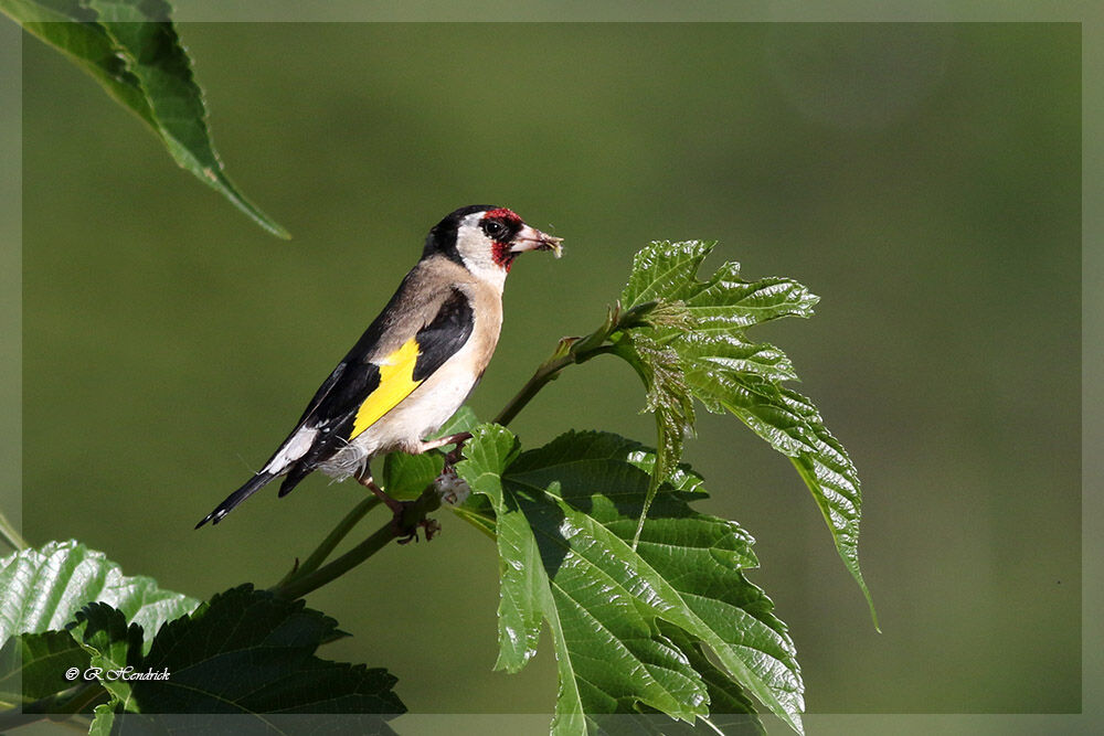 Chardonneret élégant