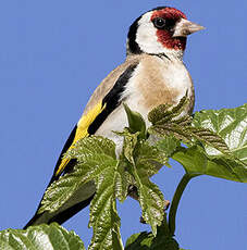 Chardonneret élégant