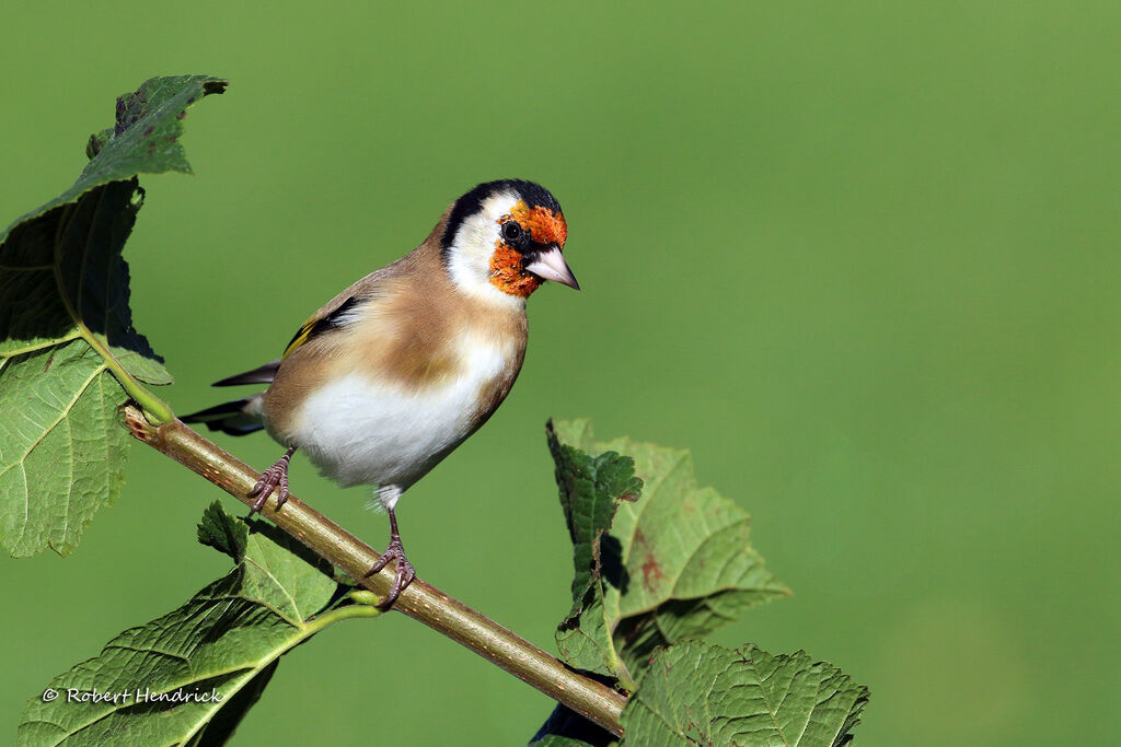 European Goldfinch