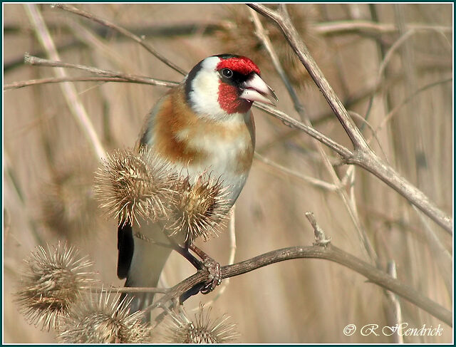 European Goldfinch