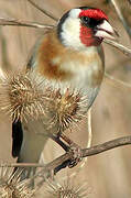 European Goldfinch