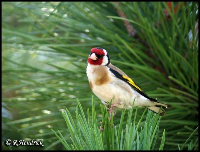 European Goldfinch