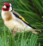 European Goldfinch