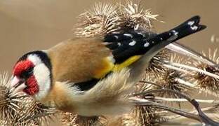 European Goldfinch