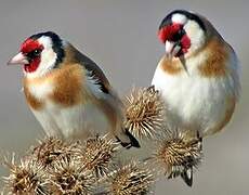 European Goldfinch