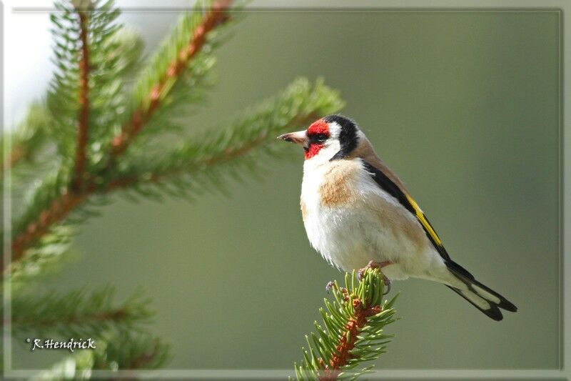 European Goldfinch