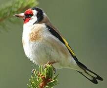 European Goldfinch