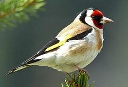 European Goldfinch