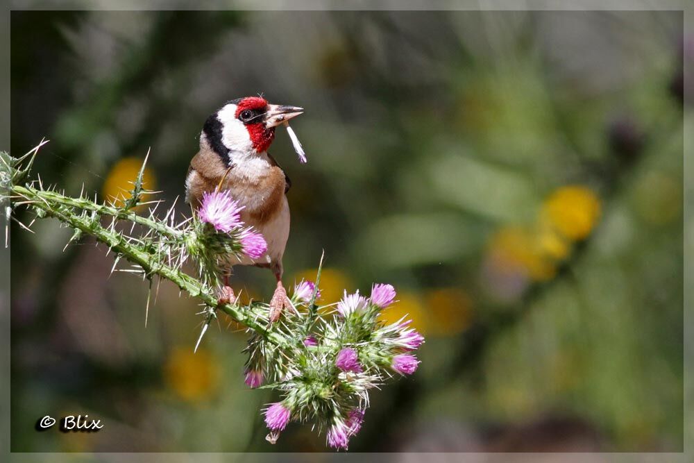 European Goldfinch