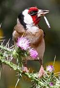 European Goldfinch