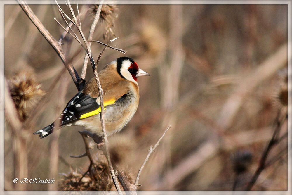 Chardonneret élégant