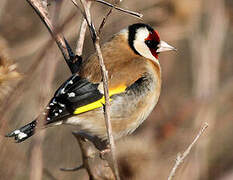 European Goldfinch