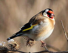 European Goldfinch