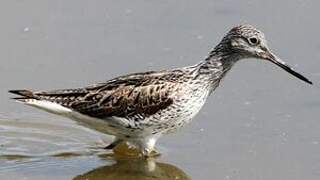 Common Greenshank