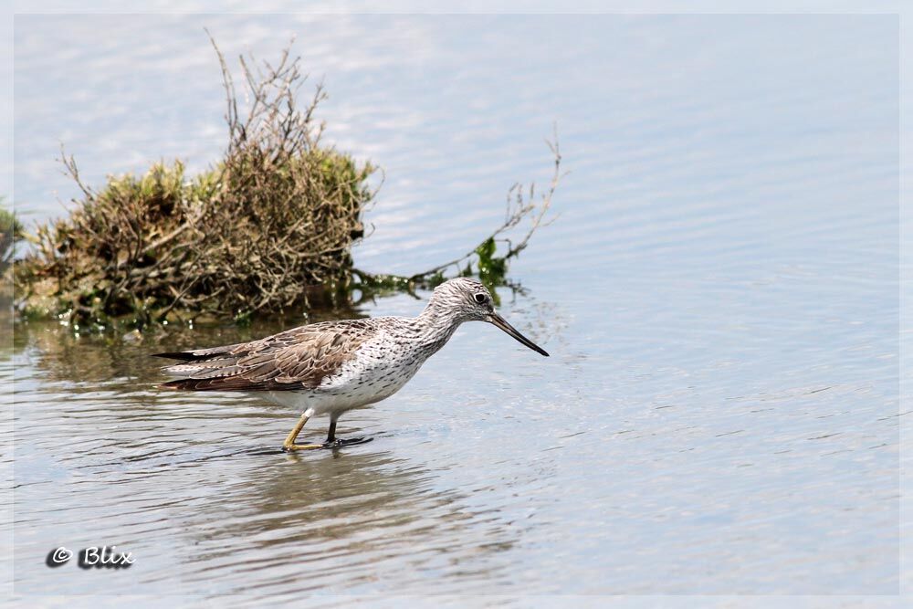 Common Greenshank